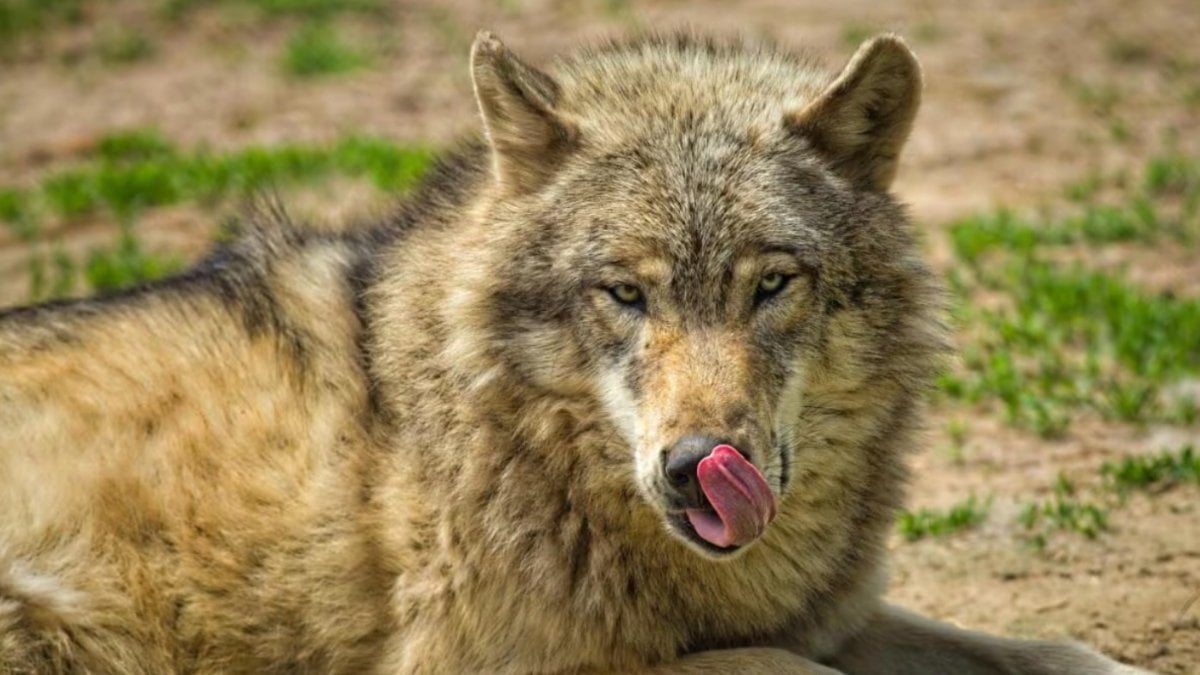 Hindistan’da kurt sürüsü 45 günde 9 kişiyi öldürdü