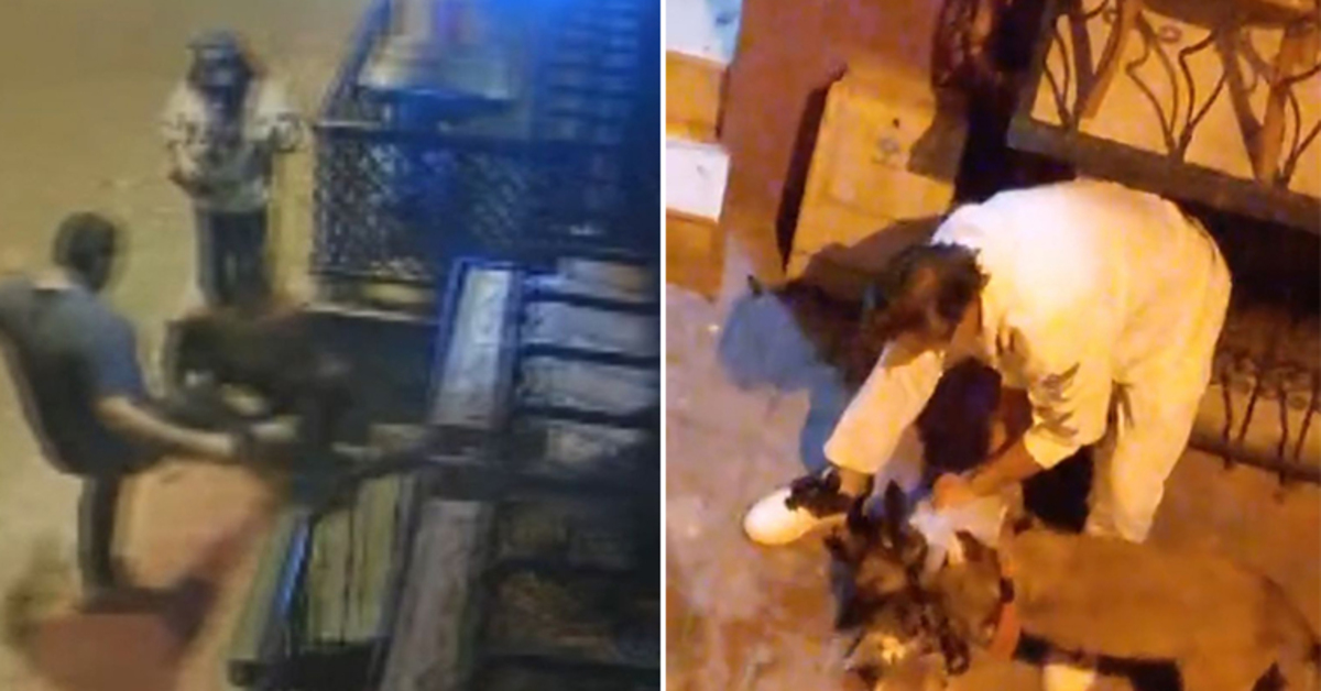 Köpek kedilere saldırdı, sahibi gözaltına alındı