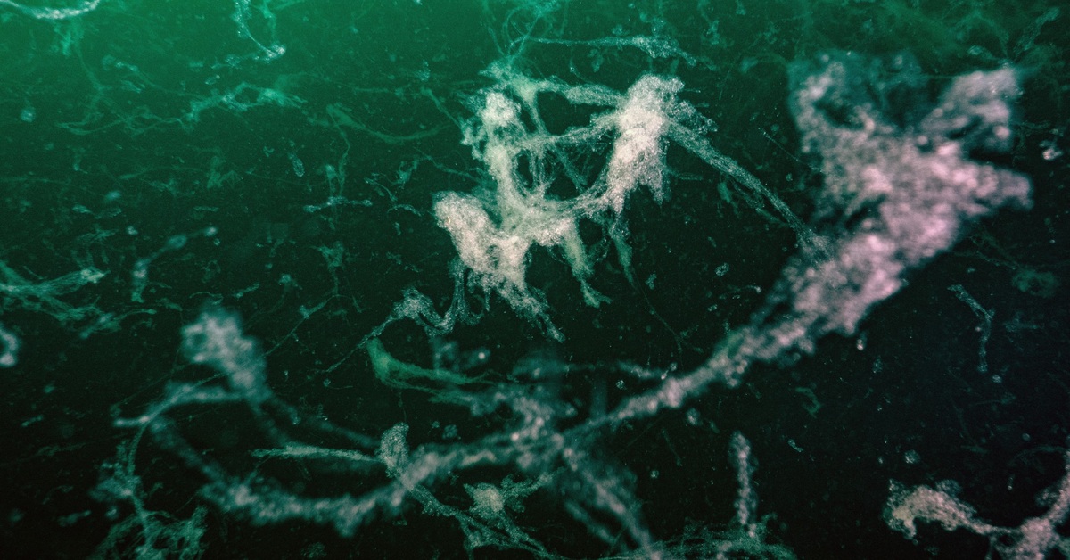 Prof. Dr. Mustafa Sarı: Müsilaj geri döndü