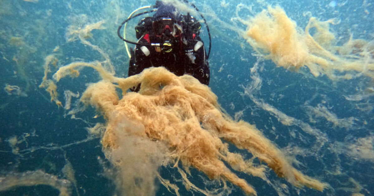 Gölcük Değirmendere’de müsilaj sualtı kamerasıyla görüntülendi