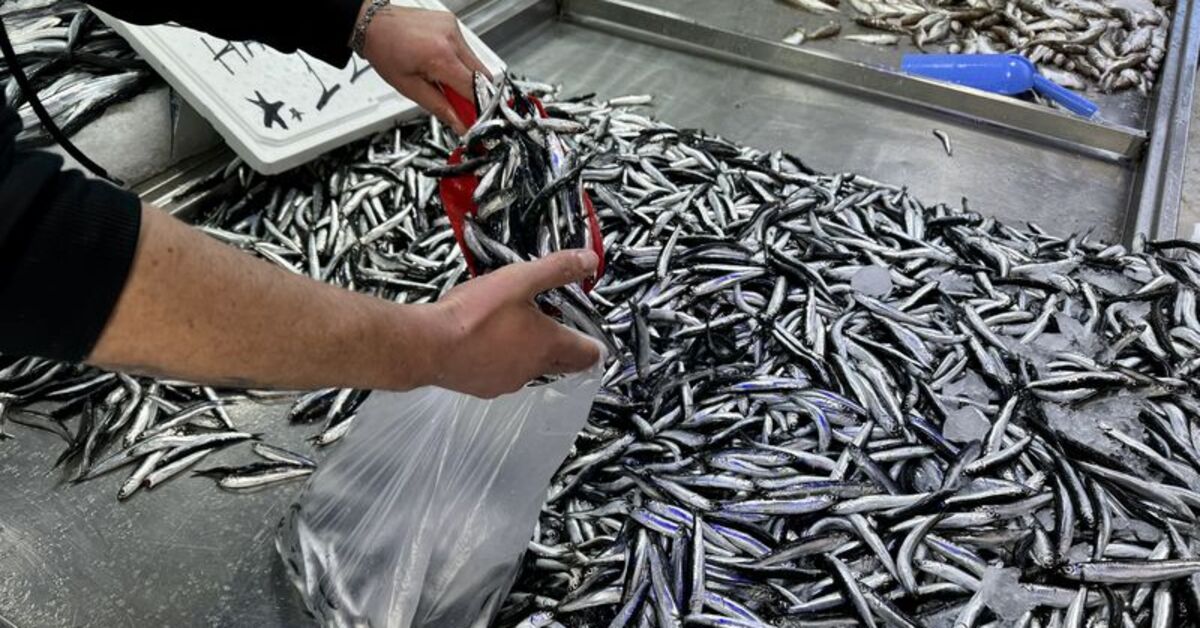 Hamsi stoklarının korunması için uluslararası işbirliği önerisi