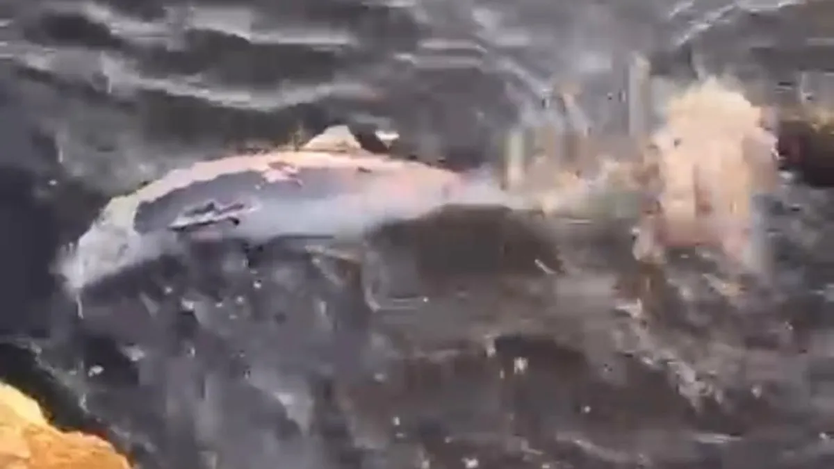 Gemlik’te ölü yavru yunus balığı sahile vurdu